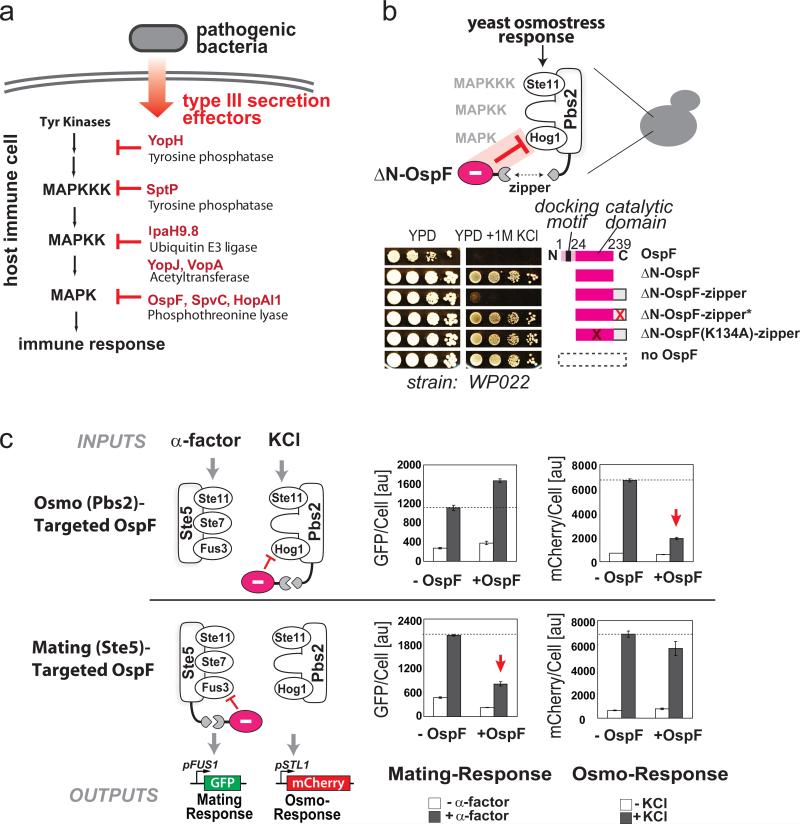 Bacterial virulence proteins as tools to rewire kinase pathways in yeast and immune cells.